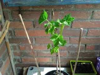 Planta de Grosella