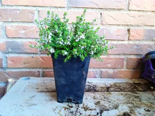 Tomillo en maceta