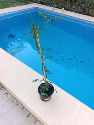Tréboles y jazmín en maceta para Cristina