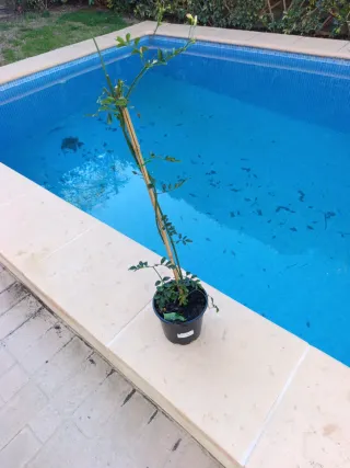 Tréboles y jazmín en maceta para Cristina