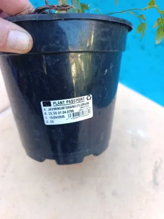 Tréboles y jazmín en maceta para Cristina