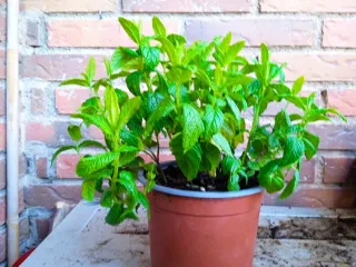 Planta de menta en maceta