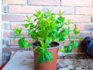 Planta de menta en maceta