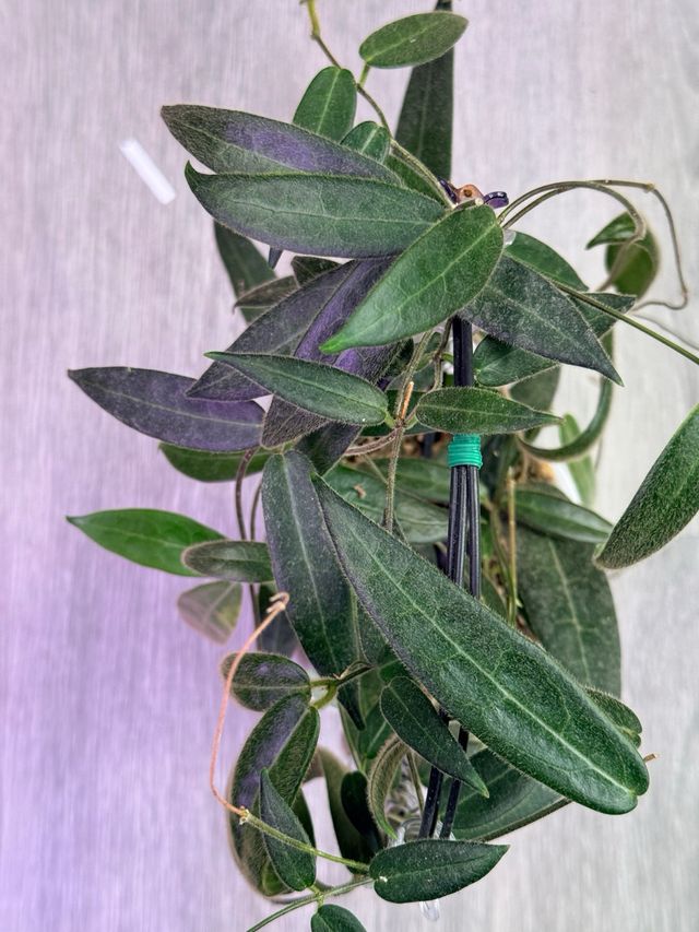 Hoya hypolasia