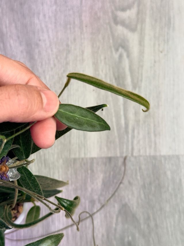 Hoya hypolasia
