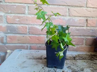 Planta de hiedra