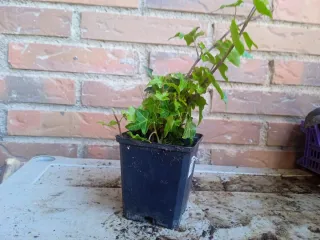 Planta de hiedra