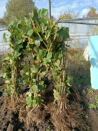 Pack Arbustos Frutos del Bosque