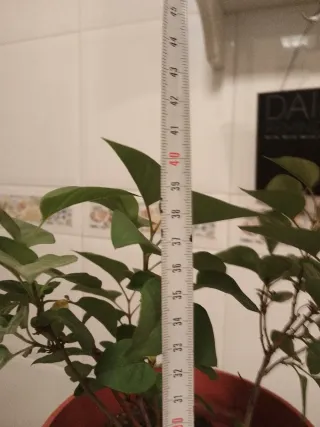 Planta Lilo en maceta