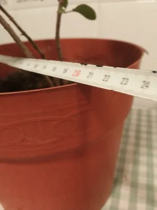 Planta Lilo en maceta