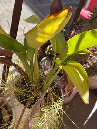 Ave del Paraíso con Maceta