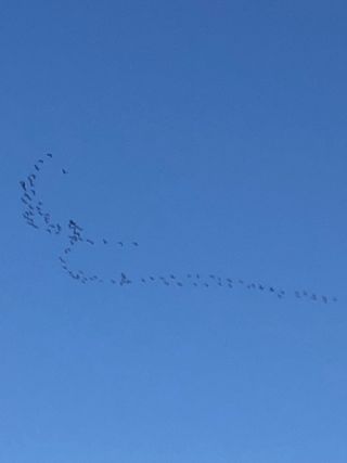 Servicio de plancha y limpieza.