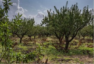 Chalet en venta en Fuente Alamo