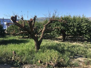 Solar en venta en Moratalla