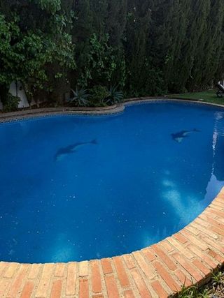 Chalet en alquiler en Los Naranjos - Las Brisas en Marbella