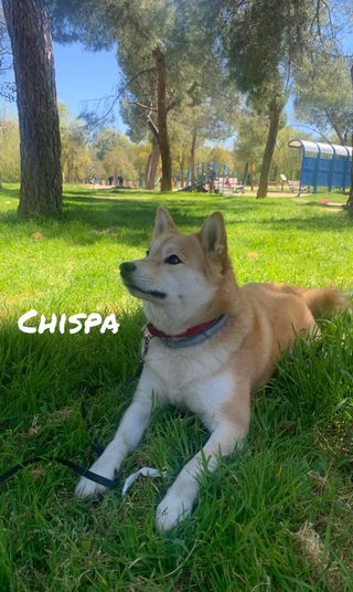 Paseo tu perro. 641435404 Profesional autónomo