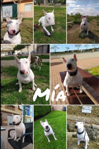 Paseo tu perro. 641435404 Profesional autónomo