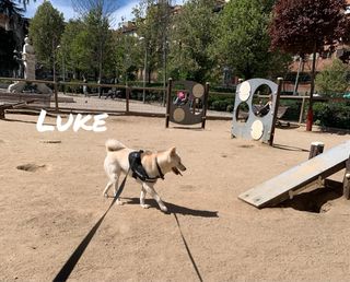 Paseo tu perro. 641435404 Profesional autónomo