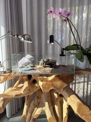 Terrario Reptiles/Tortuga