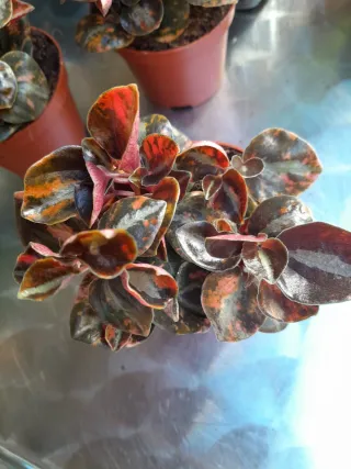 Peperomia Cream Brulee Planta