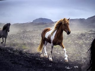 Cuidador de  finca y ganado