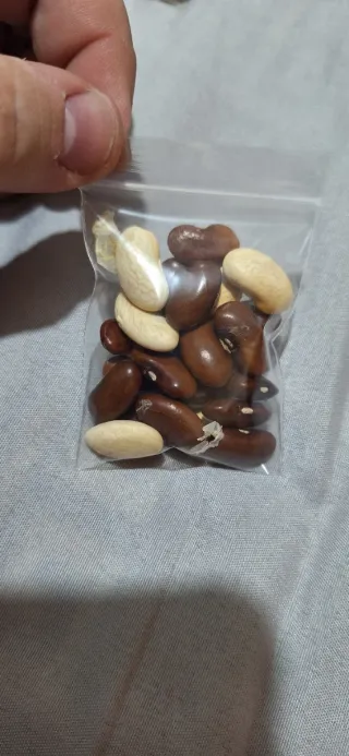 Semillas Frijol Haba y Lima