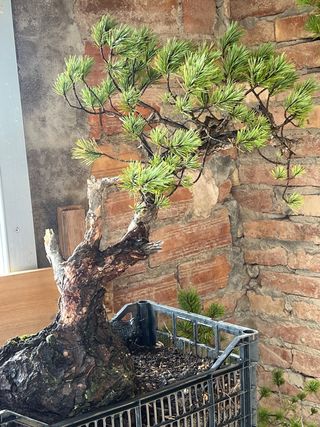 Bonsái Pino Sylvestris