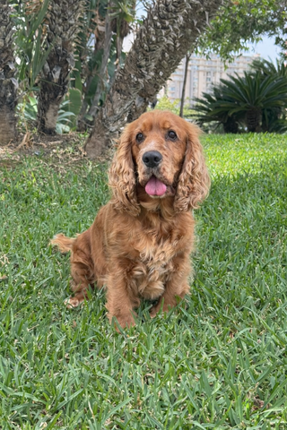 Cuadro Madera Mascota Personalizable