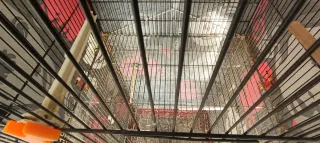 Gabbia per uccelli ALAMBER