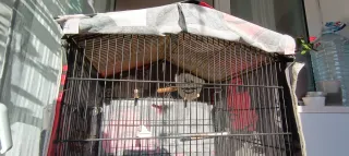 Gabbia per uccelli ALAMBER