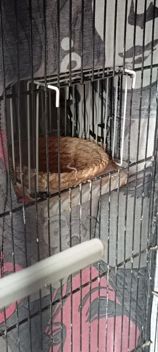 Gabbia per uccelli ALAMBER