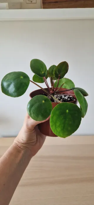 Planta Pilea Peperomioides