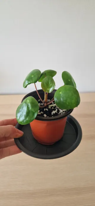Planta Pilea Peperomioides