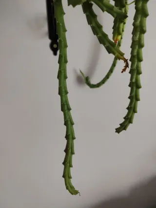 1'talea di tapelia variegata facile da radicare