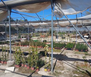 Invernaderos de vivero en venta