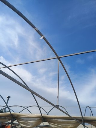 Invernaderos de vivero en venta