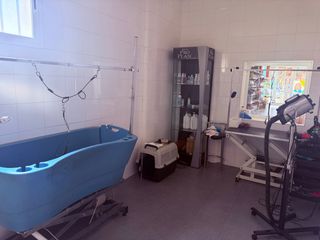 Servicio de peluqueria canina