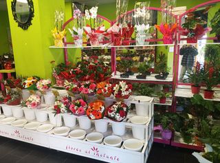 Mobiliario y cámara frigorífica floristería