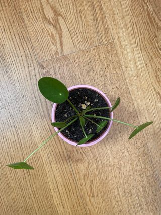 Planta Pilea Peperomioides