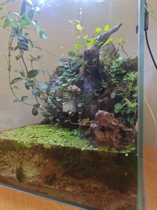 Acuario completo con plantas y decoración