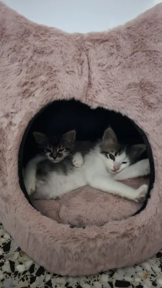 Cama Iglú Gato Anti-Estrés Leeby Rosa