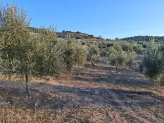 Olivar en buen estado nuevo y cuidado