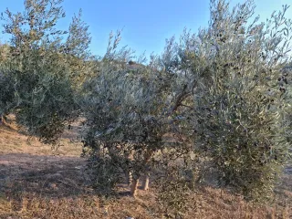 Olivar en buen estado nuevo y cuidado