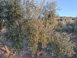 Olivar en buen estado nuevo y cuidado