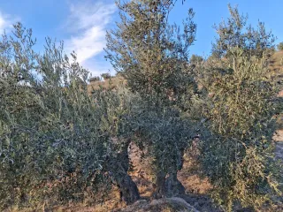 Olivar en buen estado nuevo y cuidado