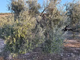 Olivar en buen estado nuevo y cuidado