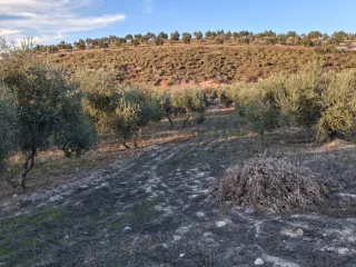 Olivar en buen estado nuevo y cuidado