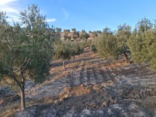Olivar en buen estado nuevo y cuidado