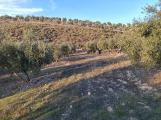 Olivar en buen estado nuevo y cuidado