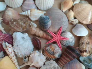 Scatola di conchiglie marine e stella marina